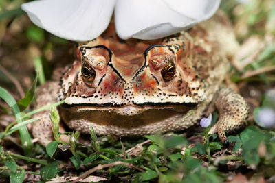 Close-up of a frog on field