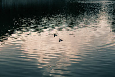 View of ducks swimming in lake