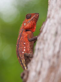 Close-up of a lizard on tree