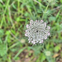 Close-up of white dandelion