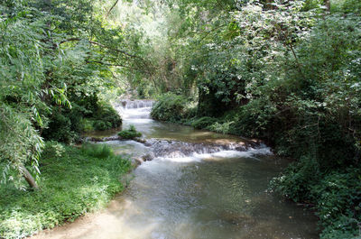 Close-up of waterfall along trees