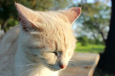 Close-up of a cat