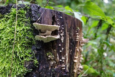 Close-up of mushroom growing on tree trunk