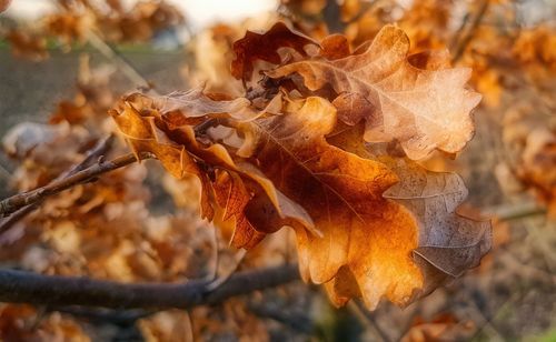 Close-up of dried autumn leaves on field