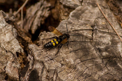 Close-up of insect on rock