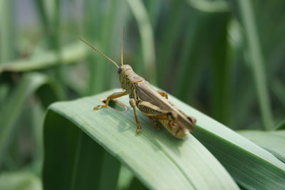 Close-up of grasshopper on plant