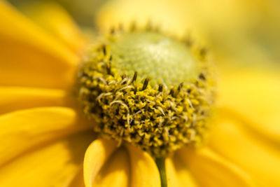 Close-up of fresh sunflower blooming outdoors