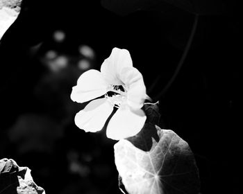 Close-up of insect on flower
