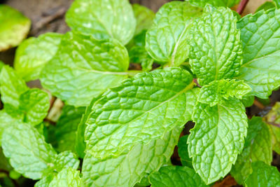 Close-up of wet leaves