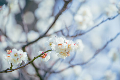 Close-up of cherry blossom