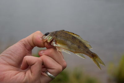 Close-up of hand holding fish