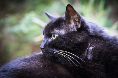 Close-up of a cat looking away