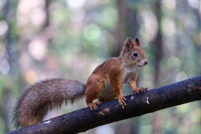 Close-up of squirrel on tree branch