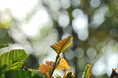 Close-up of butterfly on plant