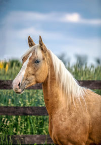 Horse on field against sky