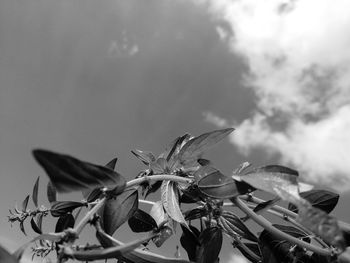 Low angle view of flowering plants against sky