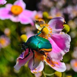 Close-up of butterfly pollinating on pink flower