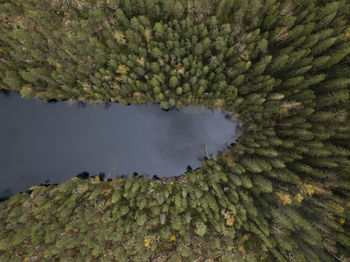 High angle view of lake amidst trees, a forest lake in finland