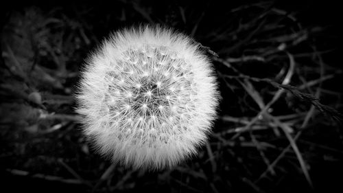 Close-up of dandelion flower