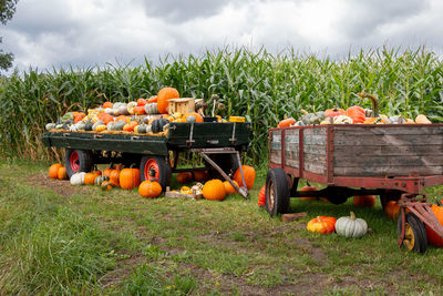 Panoramic shot of pumpkins on field against sky