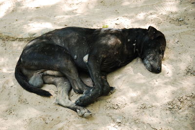 High angle view of dog sleeping