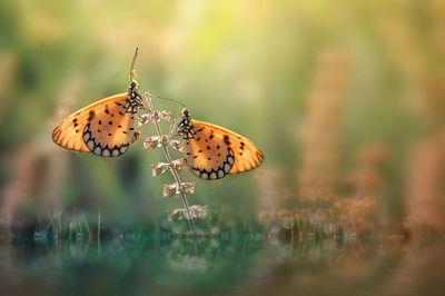 Butterfly on leaf