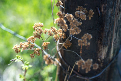 Close-up of flowers on tree