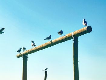 Low angle view of birds perching on pole against sky