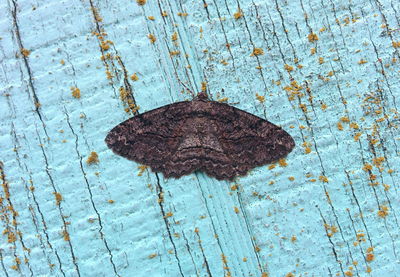 High angle view of leaf on wood