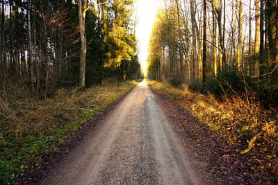 Dirt road amidst trees in forest