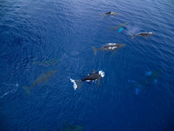 High angle view of fishes swimming in sea