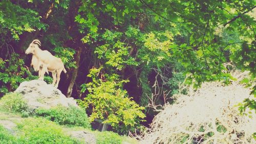 Dog standing by plants