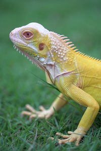 Close-up of lizard on a field