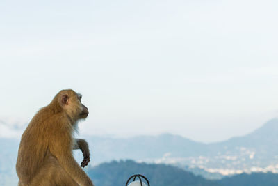 The macaque monkeys of monkey hill, phuket.