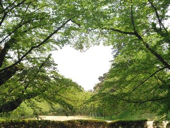 Low angle view of trees against sky