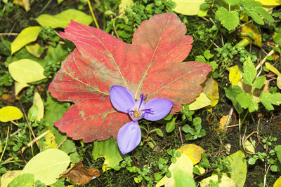 Close-up of maple leaf