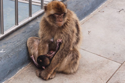 Lovely monkeys are all around in gibraltar height