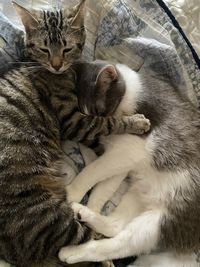 High angle view of cat sleeping