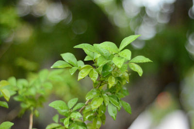 Close-up of plant leaves