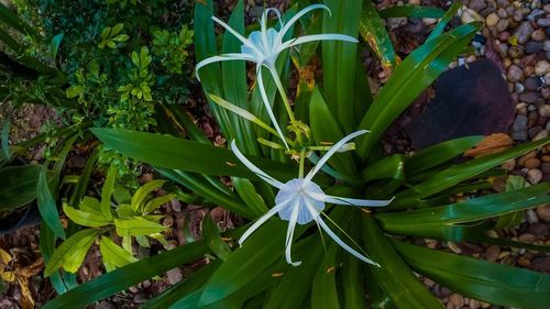 High angle view of flower blooming outdoors