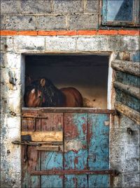 View of an animal on wall