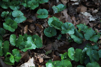 Close-up of plants