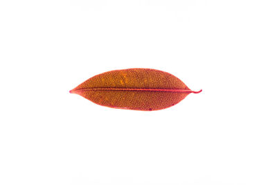 Close-up of red flower against white background