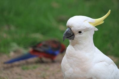 Close-up of a bird looking away