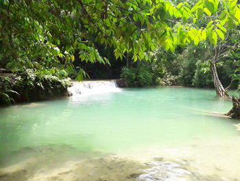 Scenic view of river amidst trees in forest