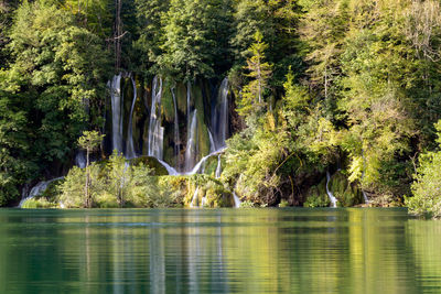Reflection of trees in water