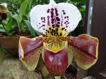 Close-up of purple flower