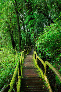 Wooden footbridge amidst trees in forest