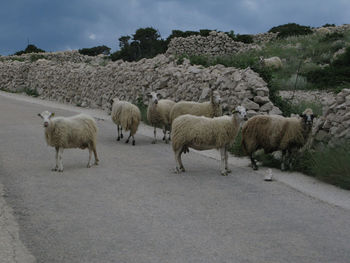 Sheep farming and breeding in istria, croatia, farm animals in agriculture
