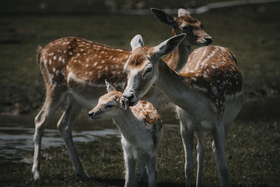 Deer standing on field